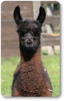 Tracy Dopko - Daventry Appraisal Services