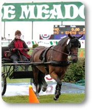 Tracy Dopko - Daventry Equine Appraisal Services client