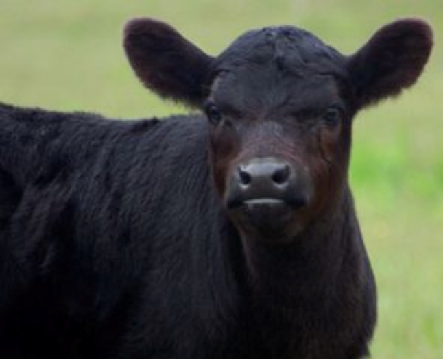 Daventry Appraisal Services