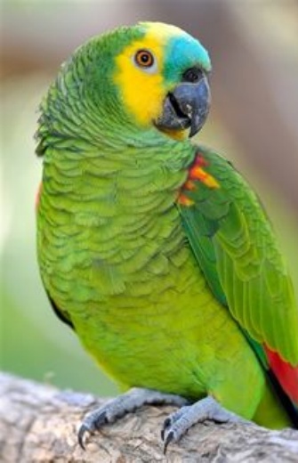 Daventry Appraisal Services