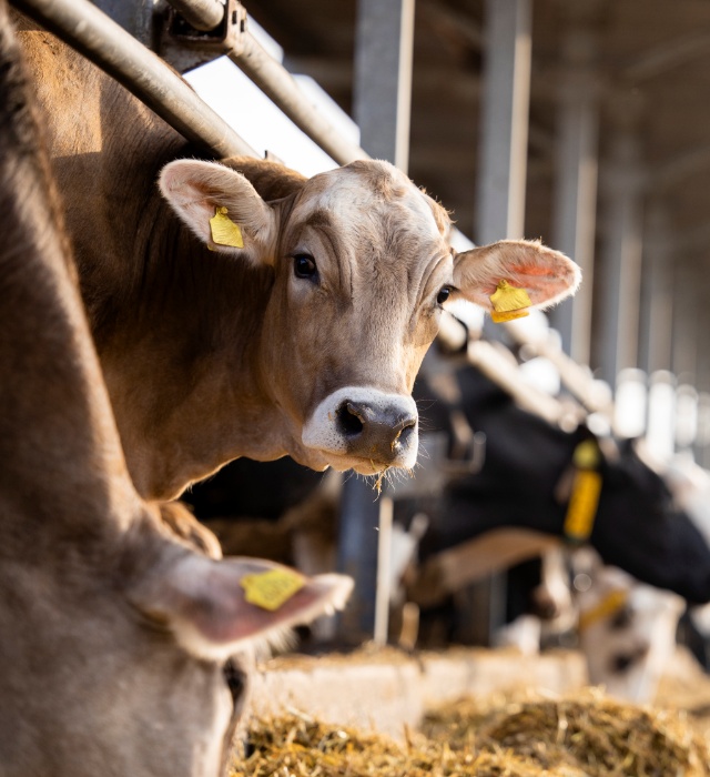 Daventry Appraisal Services