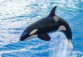 Marine Animal Appraiser